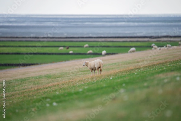 Obraz Lonely Sheep