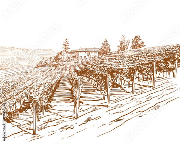 Obraz Vineyard landscape vector sketch design. Hand drawn illustration