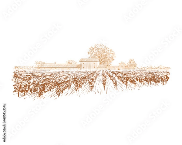 Obraz Vineyard landscape vector sketch design. Hand drawn illustration