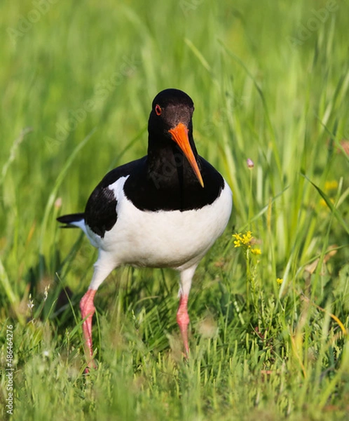 Fototapeta Oystercatcher in a breeding colony on a flood meadow in the floodplain of the Pripyat River