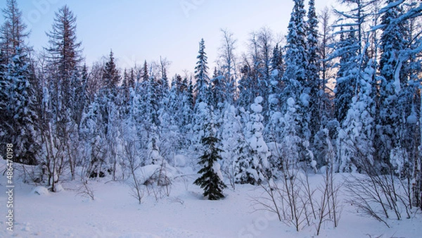 Obraz Trees covered with snow at sunset, winter forest landscape, copy space