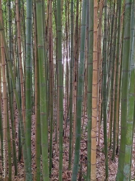 Obraz Бамбук