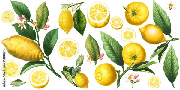 Fototapeta Yellow lemon citrus branches, fruits, slices, blossom, twigs and green leaves, botanical elements isolated on white background