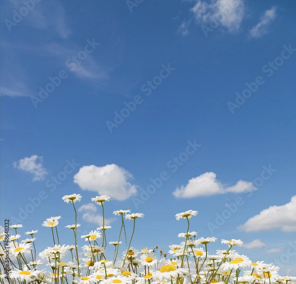 Obraz chamomile and blue sky with clouds
