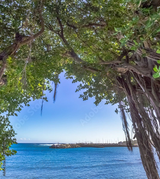 Obraz Banians de Terre Sainte, vue sur le Port de Saint-Pierre, île de la Réunion 