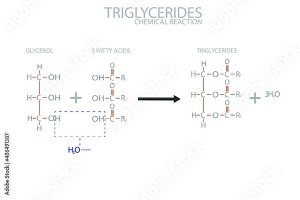 Fototapeta Triglycerides chemical reaction. Molecular formula.