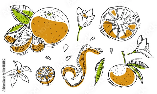 Fototapeta Hand drawn sketch style mandarin in color isolated on white background. Vector illustration.