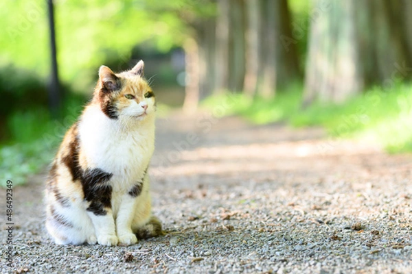 Fototapeta 遠くを見つめる三毛猫