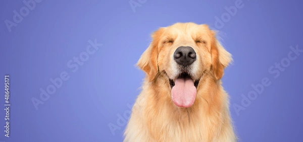 Obraz happy golden retriever dog smiling with closed eyes open mouth purple background studio shot