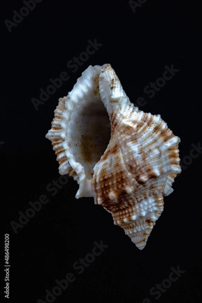 Fototapeta seashell on black