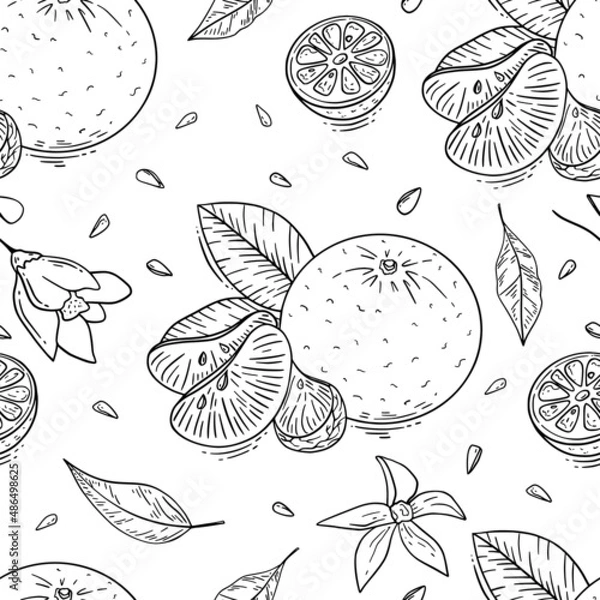 Fototapeta Mandarin fruit hand drawn seamless pattern with black outlines on white background for textile, print, background, highlights. Vector illustration