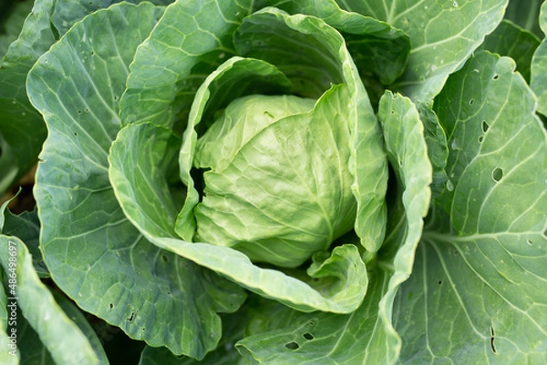 Fototapeta Cabbage grows on a bed in the garden