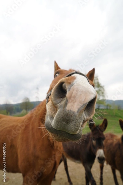 Obraz just horsing around