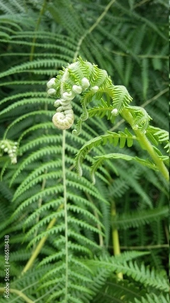 Fototapeta Close up of fern leaf