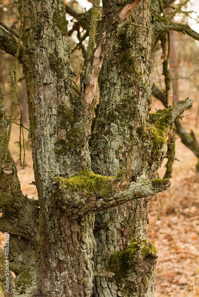 Obraz old wild pear tree