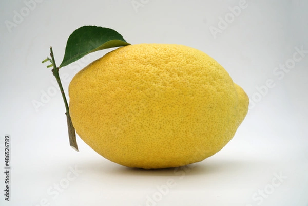 Obraz Zitronatzitrone 