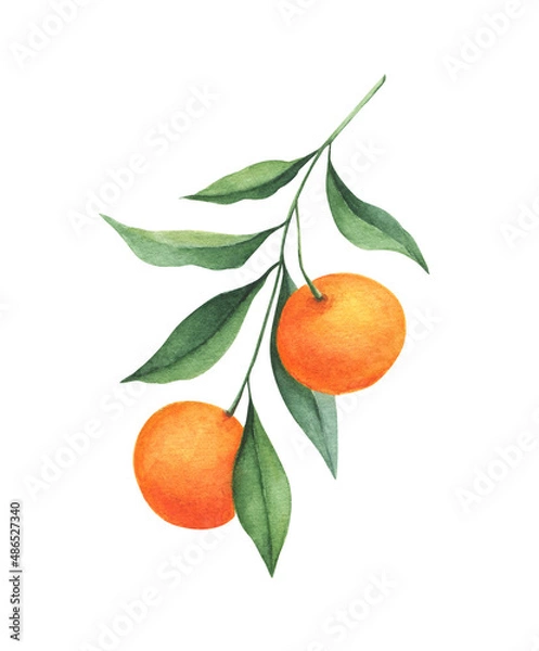 Fototapeta Orange branch watercolor illustration isolated on white background. Perfect for wedding invitation, print, cards. 