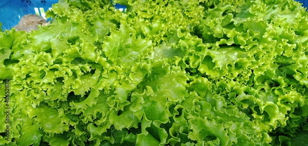 Fototapeta Green lettuces background