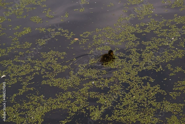 Obraz _DSC20150529B46