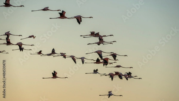 Obraz flamingos