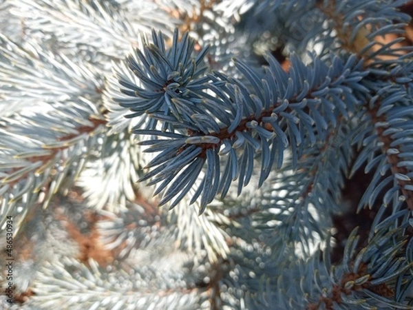 Obraz christmas tree branches