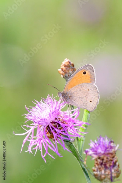 Obraz Meadow Brown butterfly - Maniola jurtina resting on Centaurea jacea