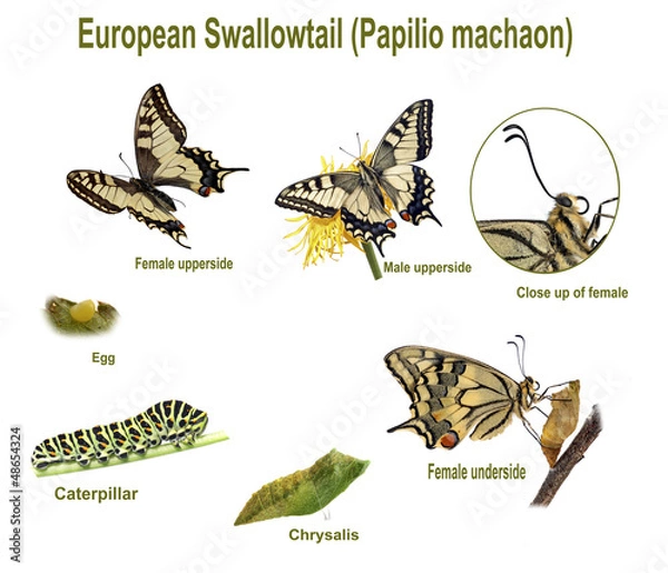 Fototapeta Swallowtail life cycle