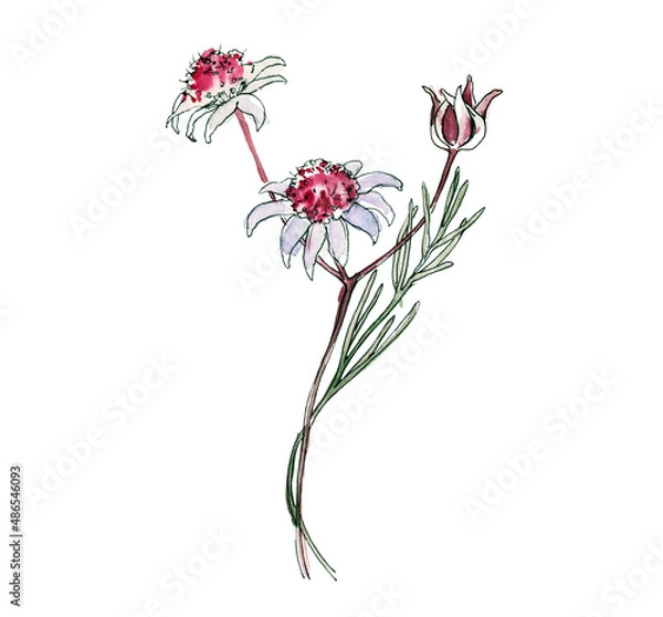 Fototapeta Australia flower sketch. flannel.Isolated on a white background.