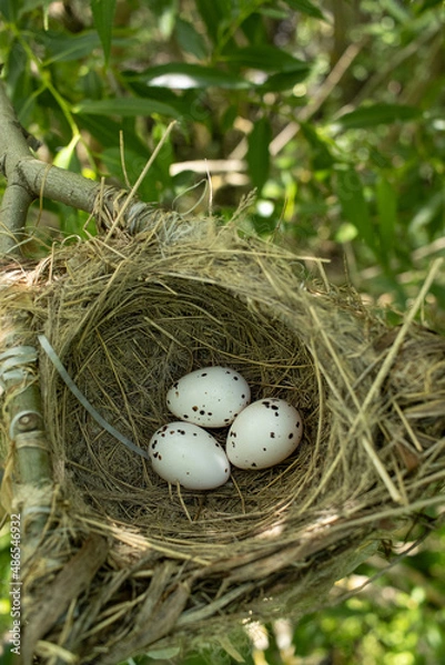Fototapeta Oriolus oriolus. The nest of the Golden Oriole in nature.
