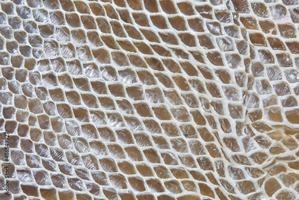 Obraz Genuine snake skin leather for texture and background. Seamless reptile pattern. High quality photo