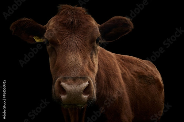 Fototapeta Close-up of a brown cow isolated on black background.