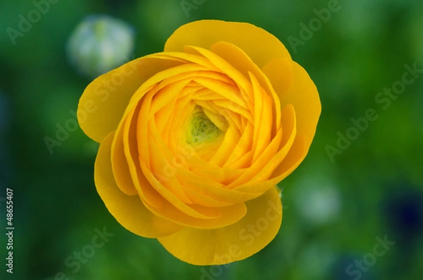 Obraz Yellow Ranunculus
