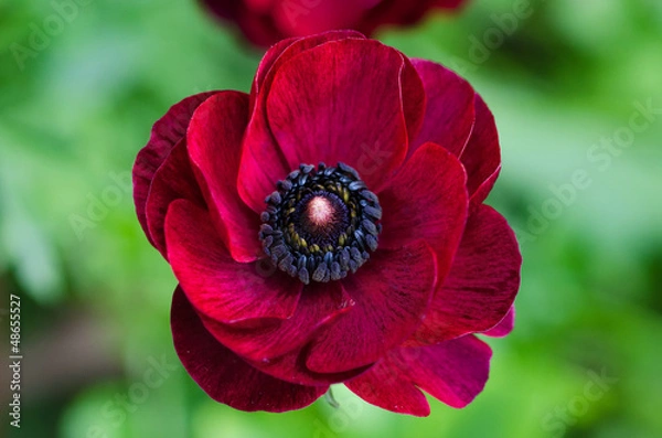 Obraz Ranunculus czerwony