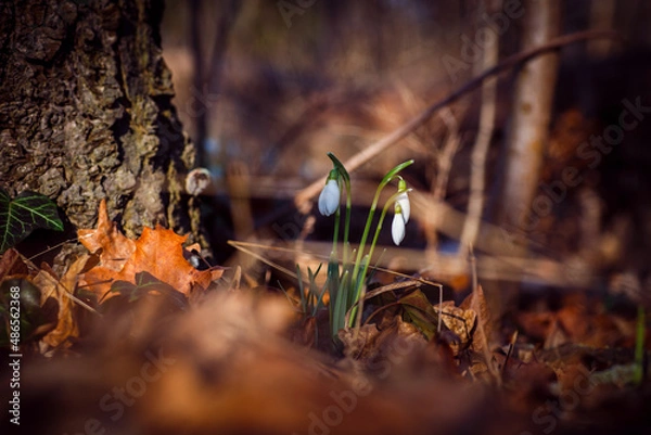 Obraz Schneeglöckchen im Wald