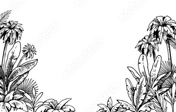 Fototapeta Tropical grass and plant thickets. Frame with palms on the sides. Hand drawing outline. Sketch of exotic plants. Summer landscape. Isolated on white background. Vector