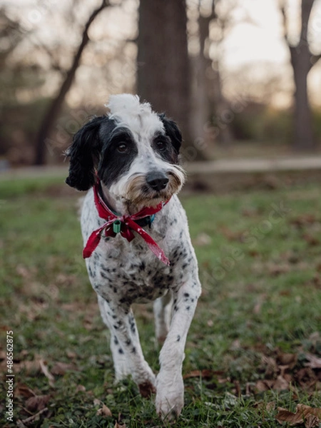 Obraz great dane dog