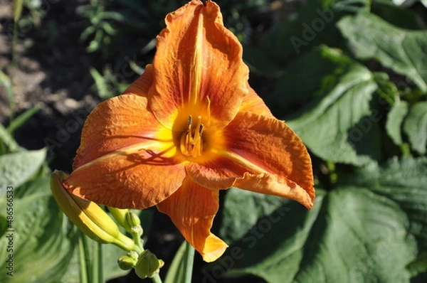 Obraz Garden flowers 