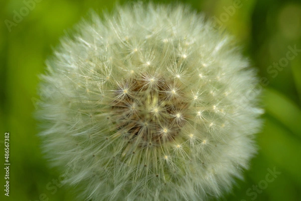 Fototapeta Dandelion abstract background. Beautiful white fluffy dandelions, dandelion seeds in sunlight. Blurred natural green spring background. Macro photography, selective focus, close up.