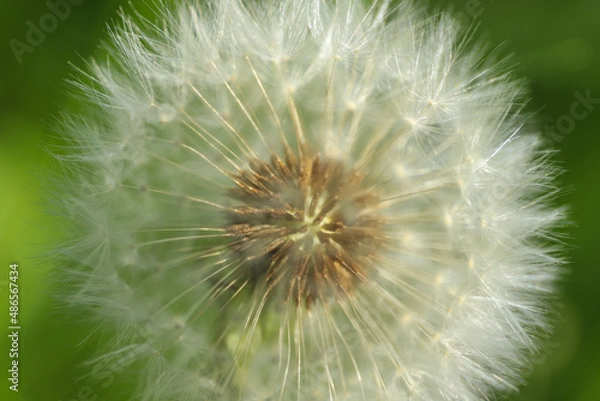 Fototapeta Dandelion abstract background. Beautiful white fluffy dandelions, dandelion seeds in sunlight. Blurred natural green spring background. Macro photography, selective focus, close up.