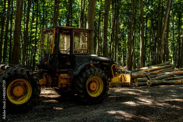 Fototapeta Heavy forest machine in the forest during logging. Yellow-black forest tractor with chains at work. Trimmed trees in the background.