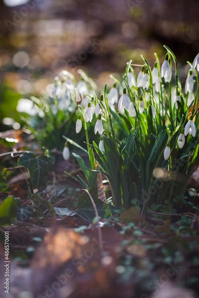 Obraz Schneeglöckchen im Licht