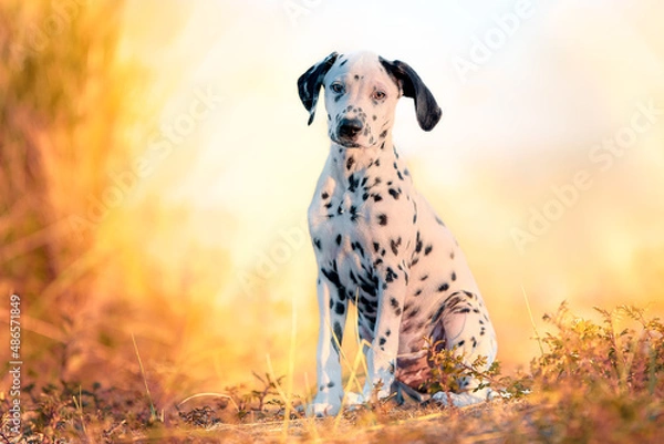 Obraz Dog Dalmatian on the beach