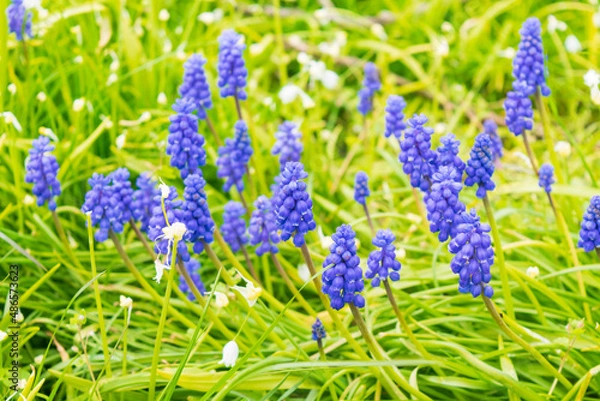 Fototapeta Blue wild flowers on the field. Group of petals bloom stick oral shape arrange drop down stem. colorings nature background scenery 