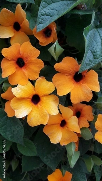 Obraz Plantas en primavera