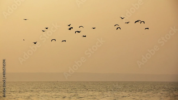 Fototapeta birds on the beach at sunset