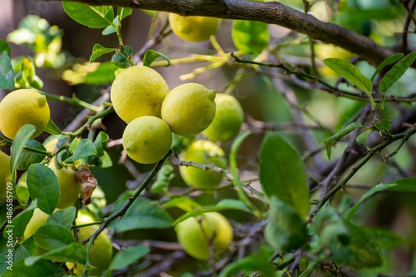Fototapeta Ripe yellow lemons citrus fruits hanging on tree