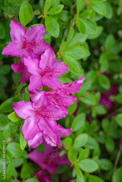 Fototapeta Beautiful magenta azaleas background. (rhododendron)