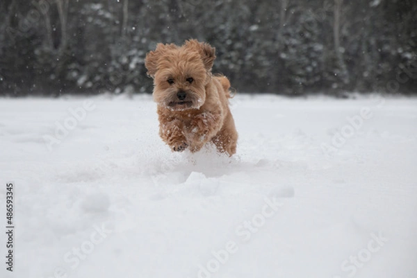 Obraz puppy in snow