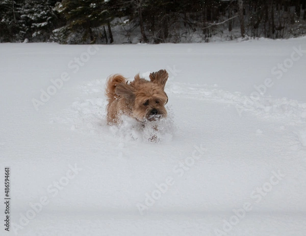 Fototapeta dog in snow
