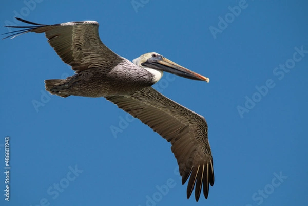 Obraz pelican in flight